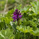 Blumen in der Enguri-Schlucht