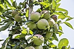 13. Tag - Apfelplantage bei Albeins