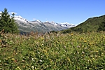 9. Tag - Almwiese und Zillertaler Alpen